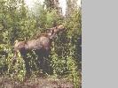 Cow moose grazing at the entrance to the National Park.